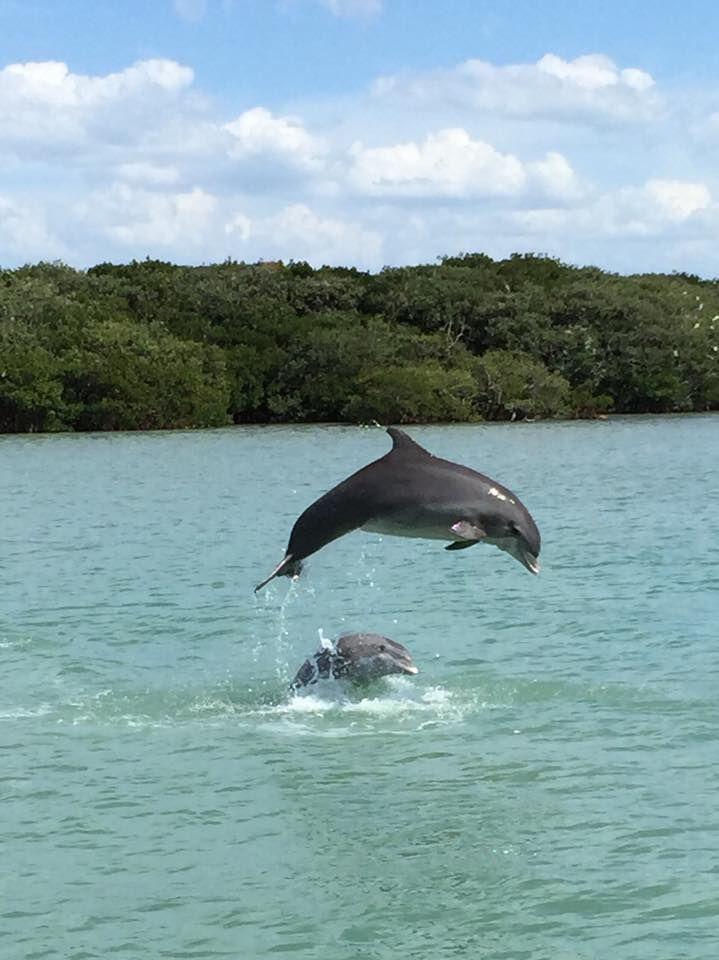 Dolphin cruises